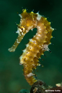Thorny Seahorse by William Loke 